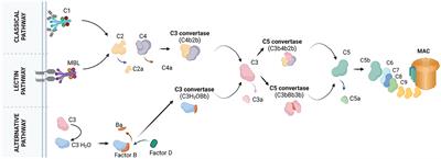 Editorial: Complement in nervous system disease